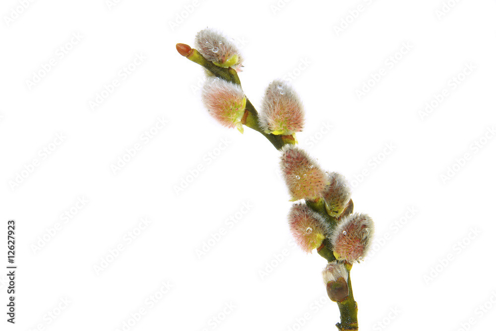 Weidenkätzchen - catkin 05 Weidenkätzchen - catkin 05