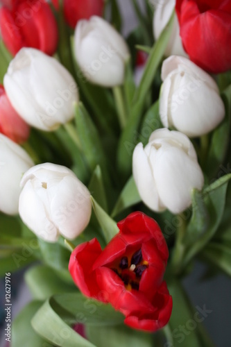 tulip photo