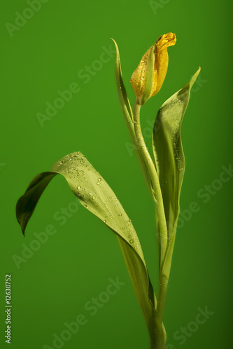 wet yellow tulip on green background