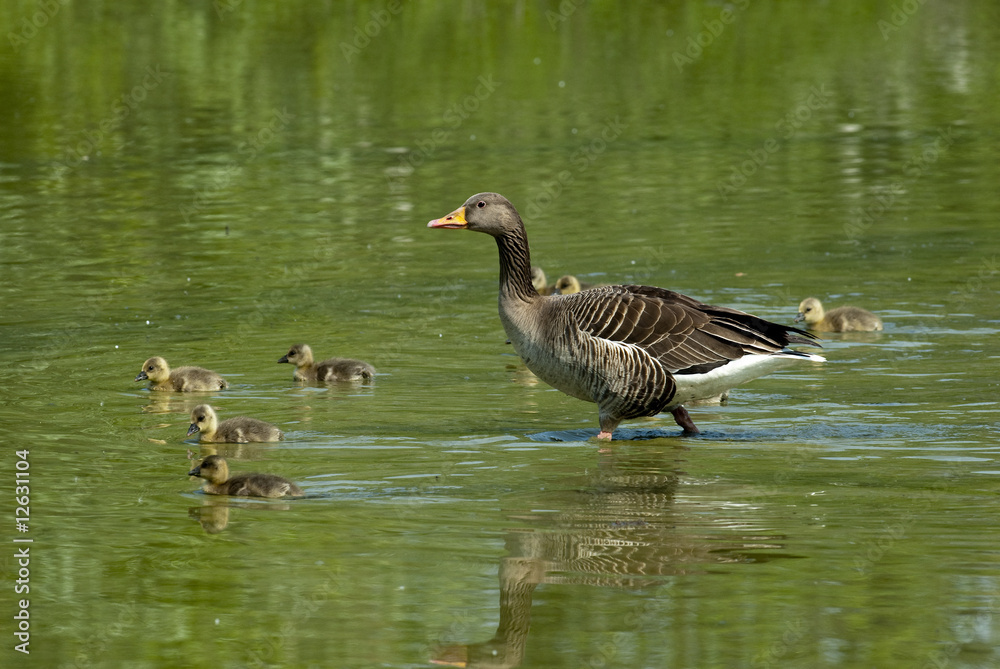 Fototapeta premium Oche