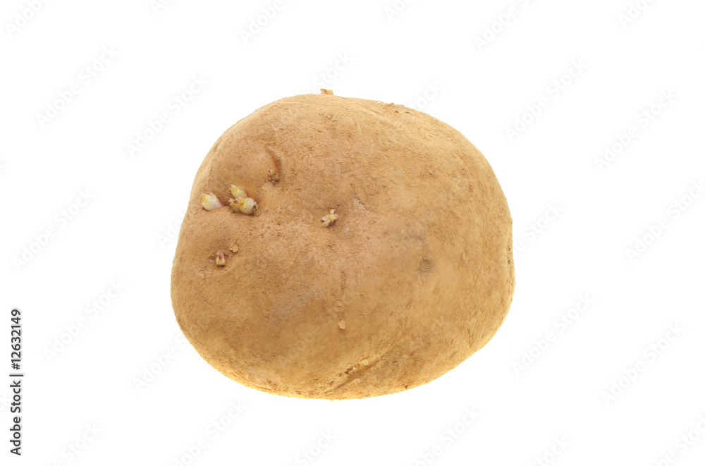 Fototapeta premium Potato
