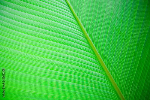 Large Leaf Background