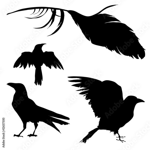 Vector silhouettes of ravens, crows, other birds