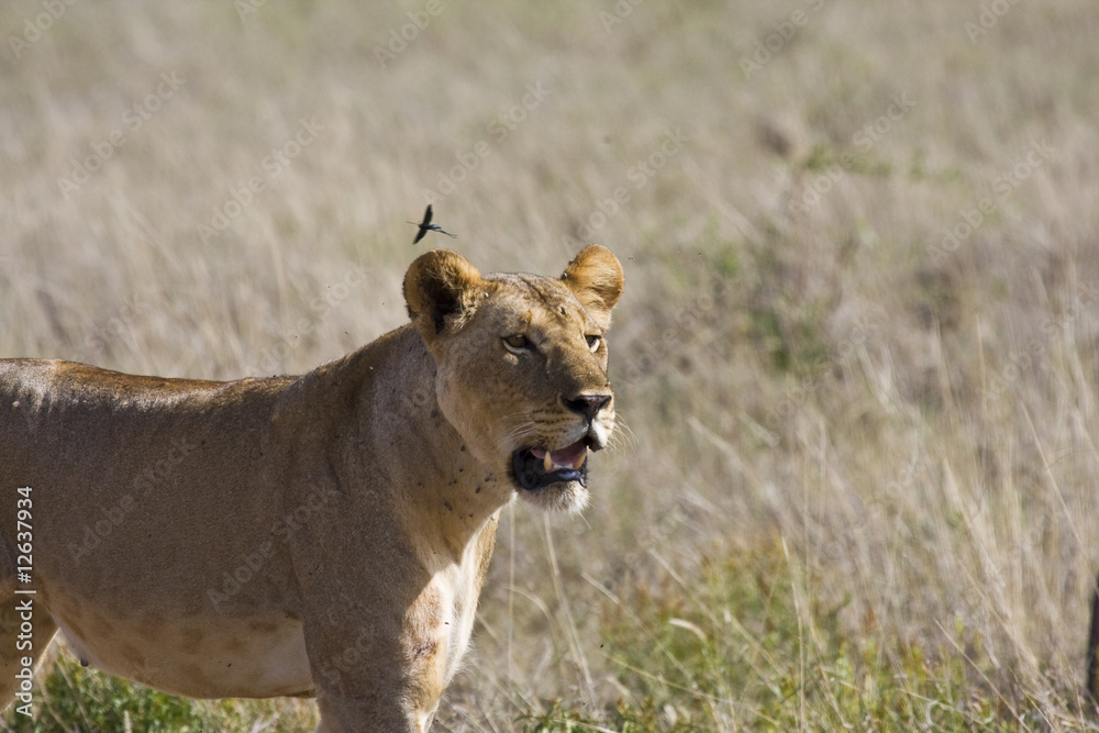 Naklejka premium Leonessa