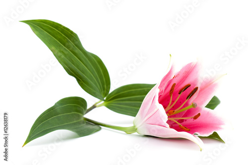Fototapeta Naklejka Na Ścianę i Meble -  lilly flower