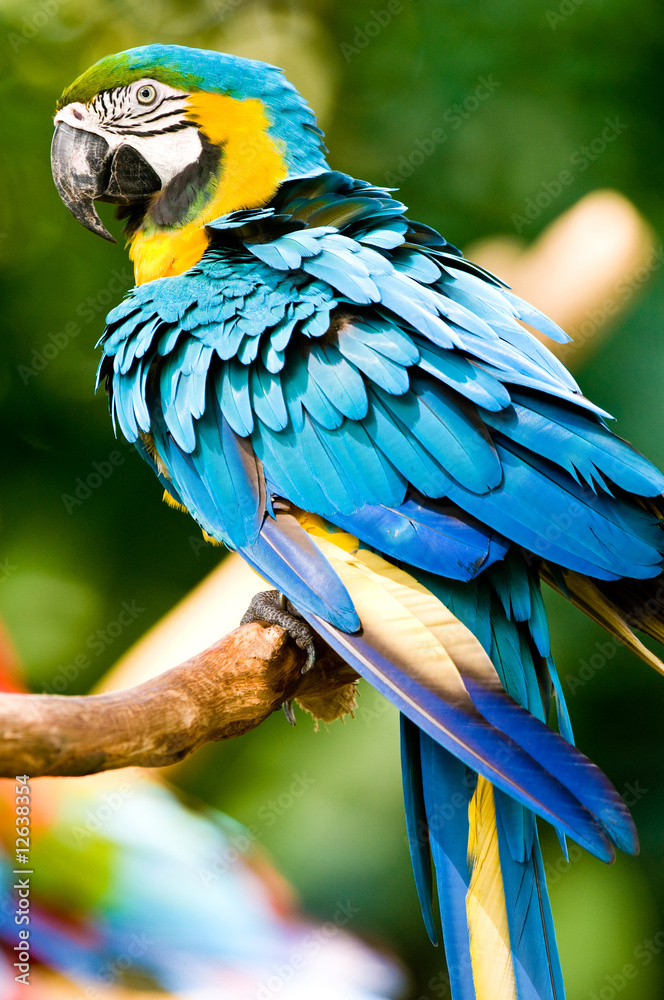 Obraz premium A colourful macaw in the wild