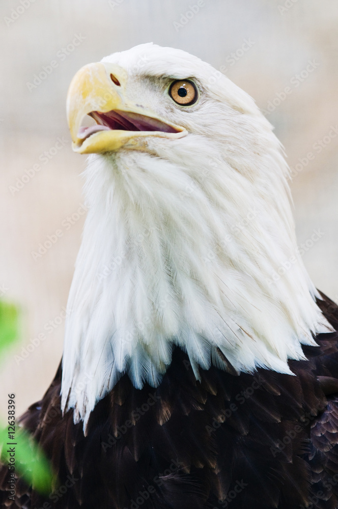 Fototapeta premium Bald Eagle