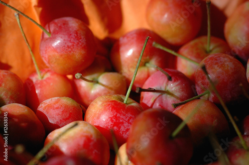 Fotografie Zieräpfel rot