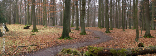 Weg in den Wald LÜerwald Sauerland NRW Deutschland photo