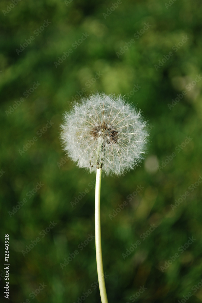 Dandelion with Green Background, in Lisbon