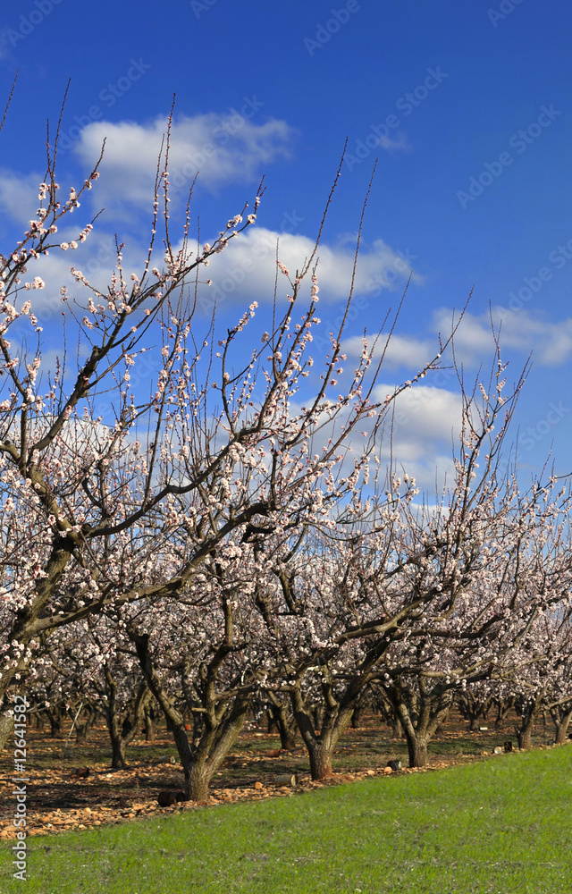 Obraz premium cerisiers fleuris