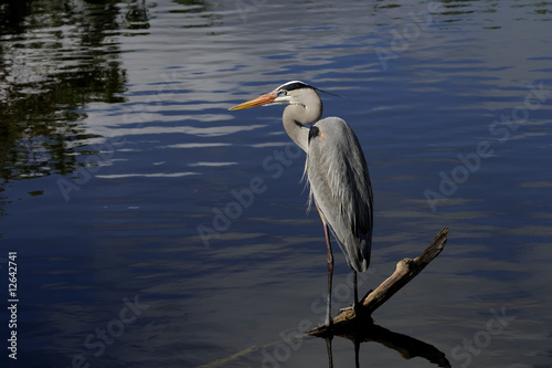 Canvas-taulu great blue heron portrait