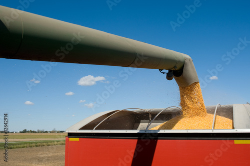 Corn Harvest