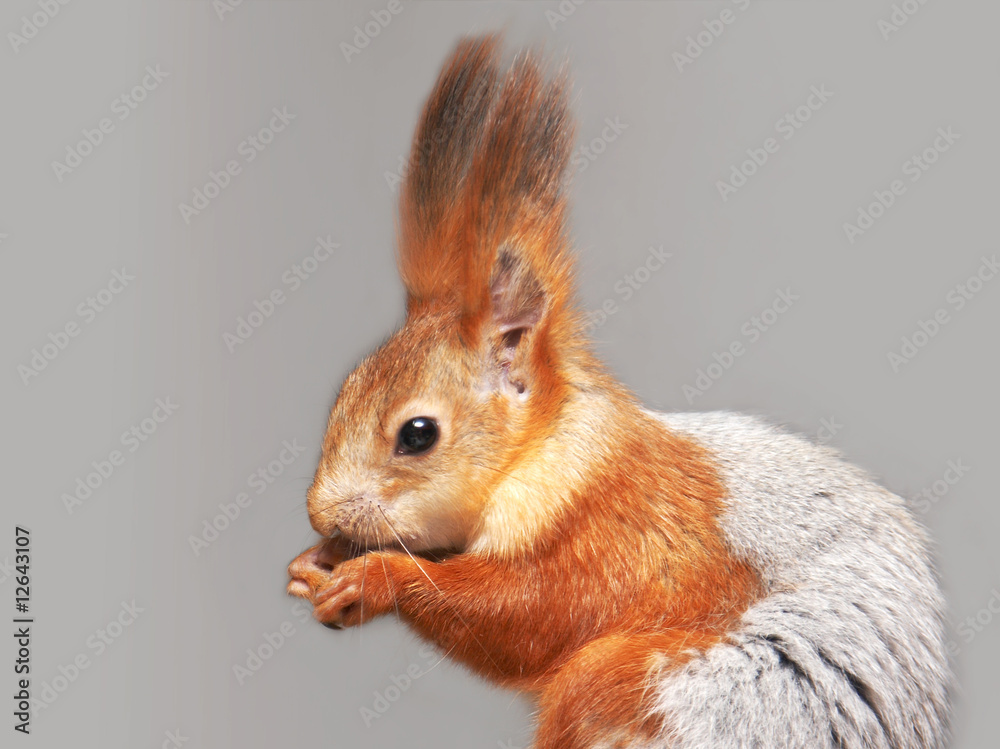 Obraz premium The squirrel on a grey background