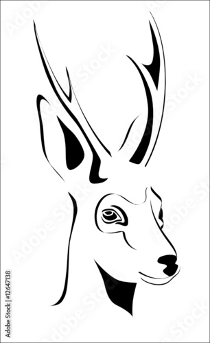 head of a roe