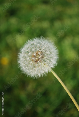 Dandelion with Grass Background  Corner View   Lisbon