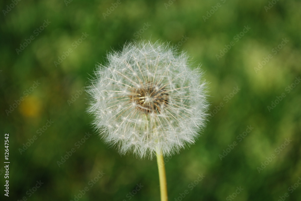 Fototapeta premium Dmuchawiec z tłem trawy w Lizbonie