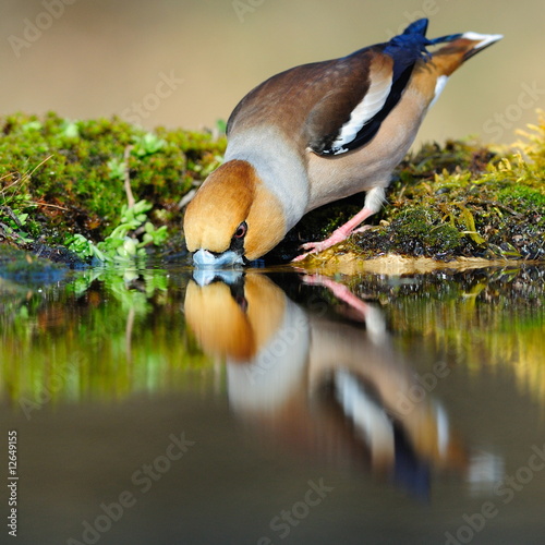 Slika na platnu Drinking hawfinch reflecting in water