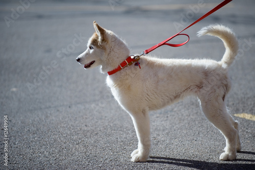 White alaskan husky on red leash on the street photo