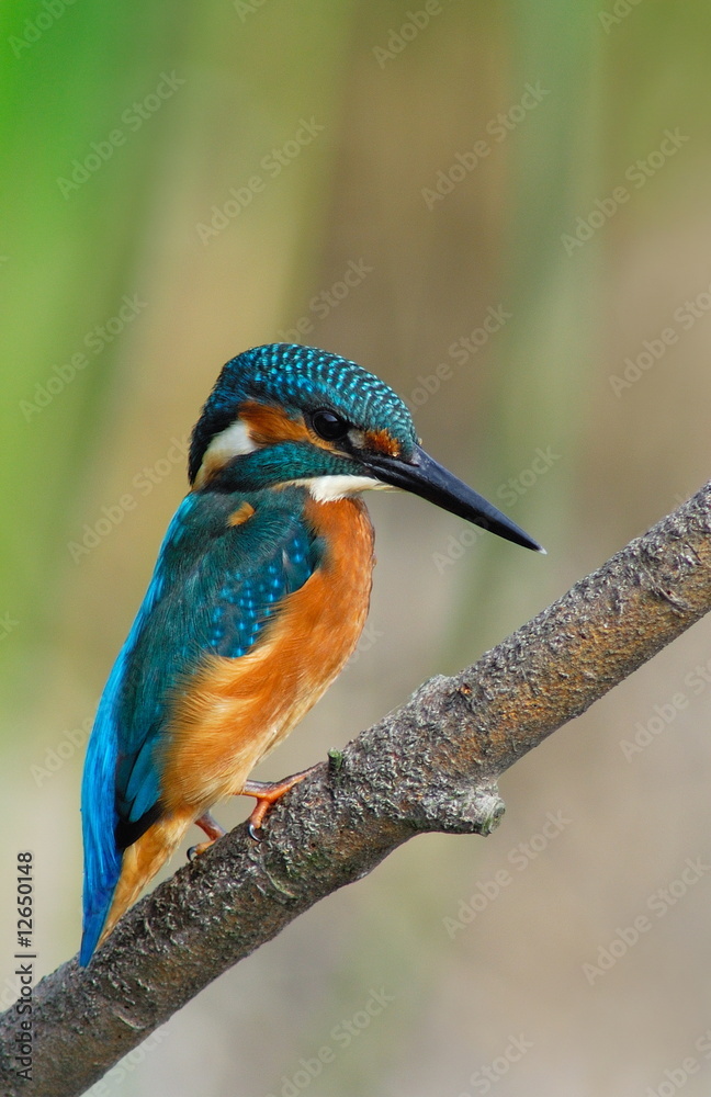 Obraz premium Kingfisher