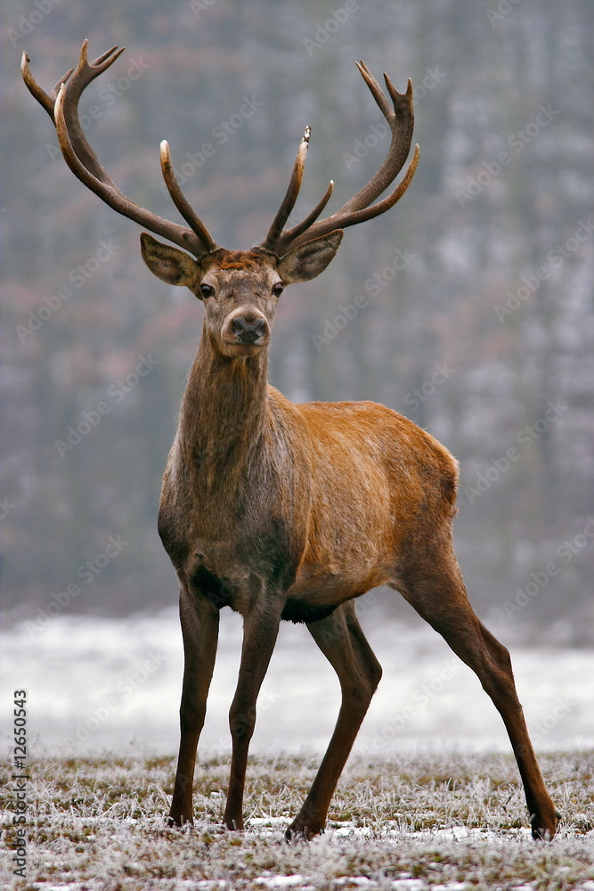 Naklejka premium Red deer on a meadow