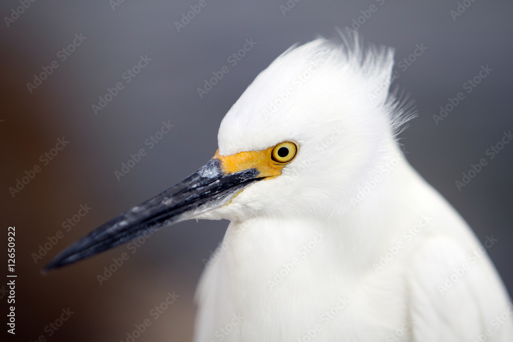Fototapeta premium Snowy Egret