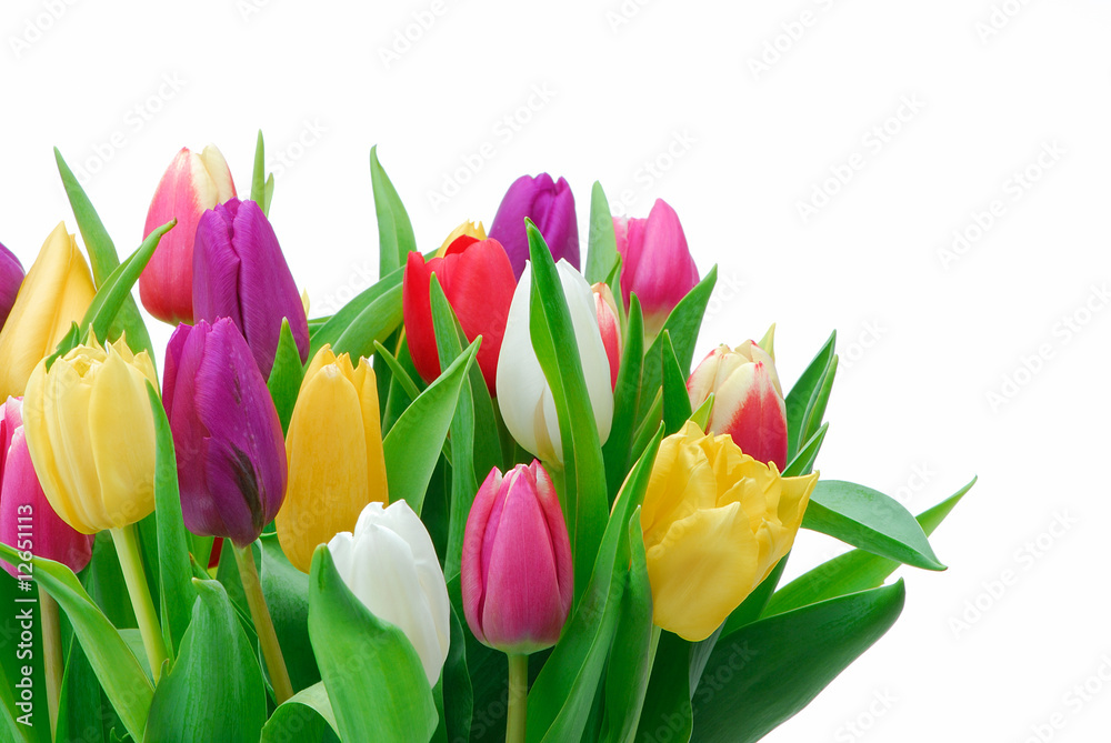 Obraz premium Tulipany 257