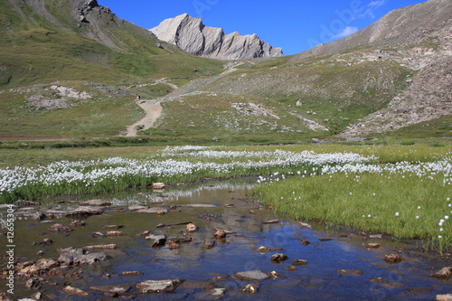 Fleurs et ruisseau de montagne