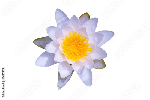 weiße Seerose, freigestellt / isolated white water-lily