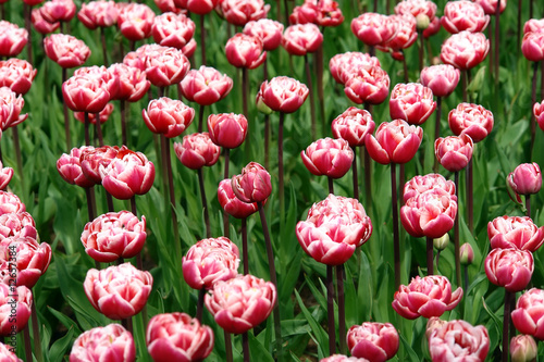 Floral pattern: tulips, Keukenhof gardens © sborisov