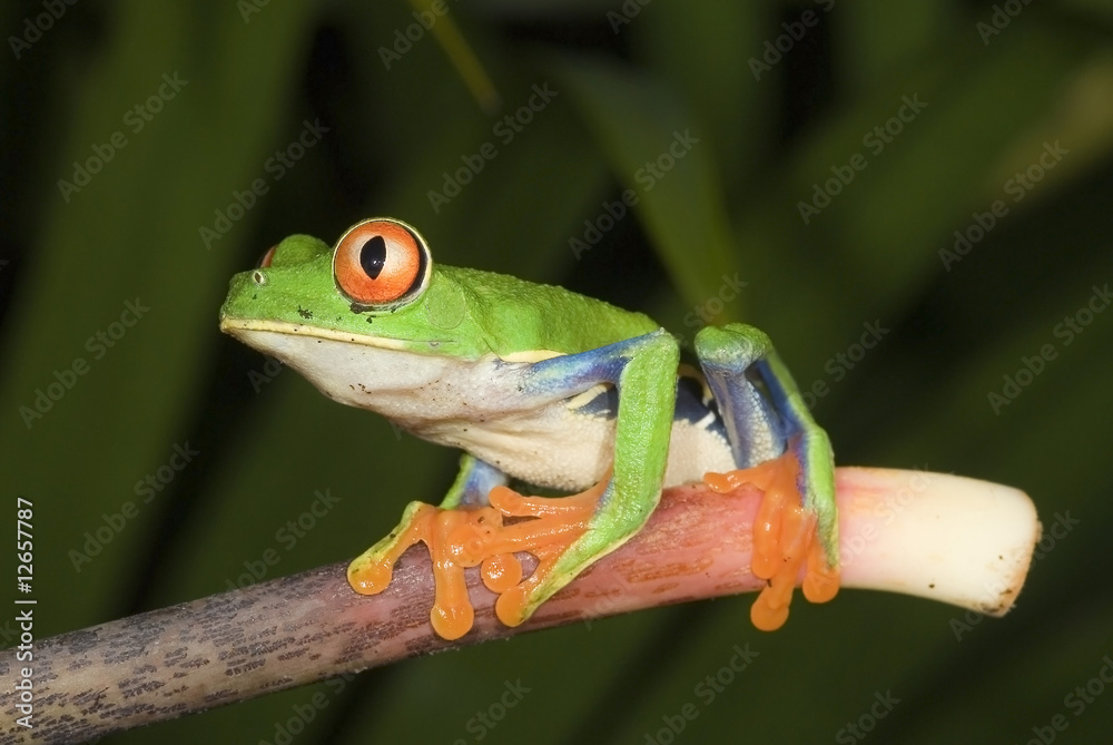 Obraz premium Red Eyed