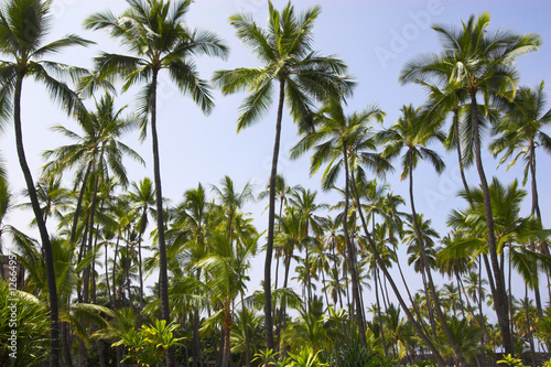 Palm grove