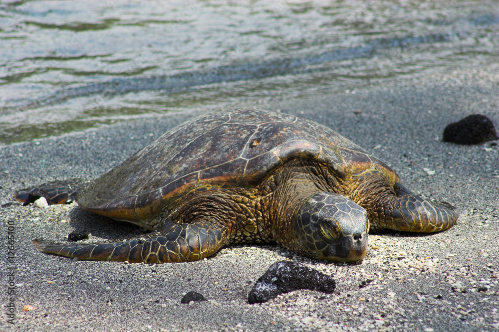 Resting turtle