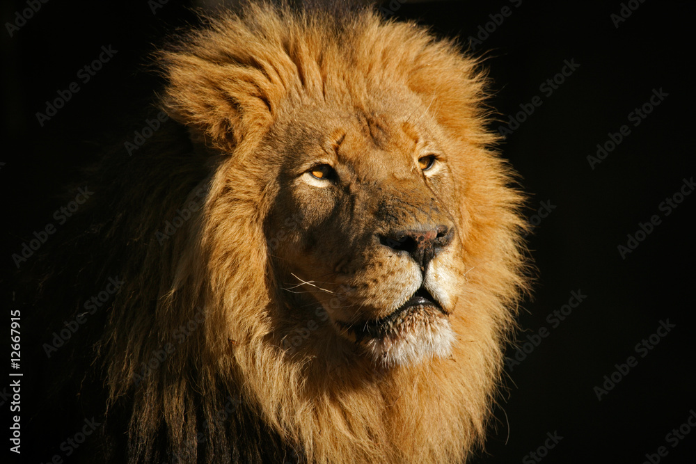 Fototapeta premium Big male African lion (Panthera leo)