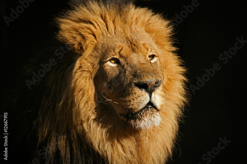Fototapeta Naklejka Na Ścianę i Meble -  Big male African lion (Panthera leo)