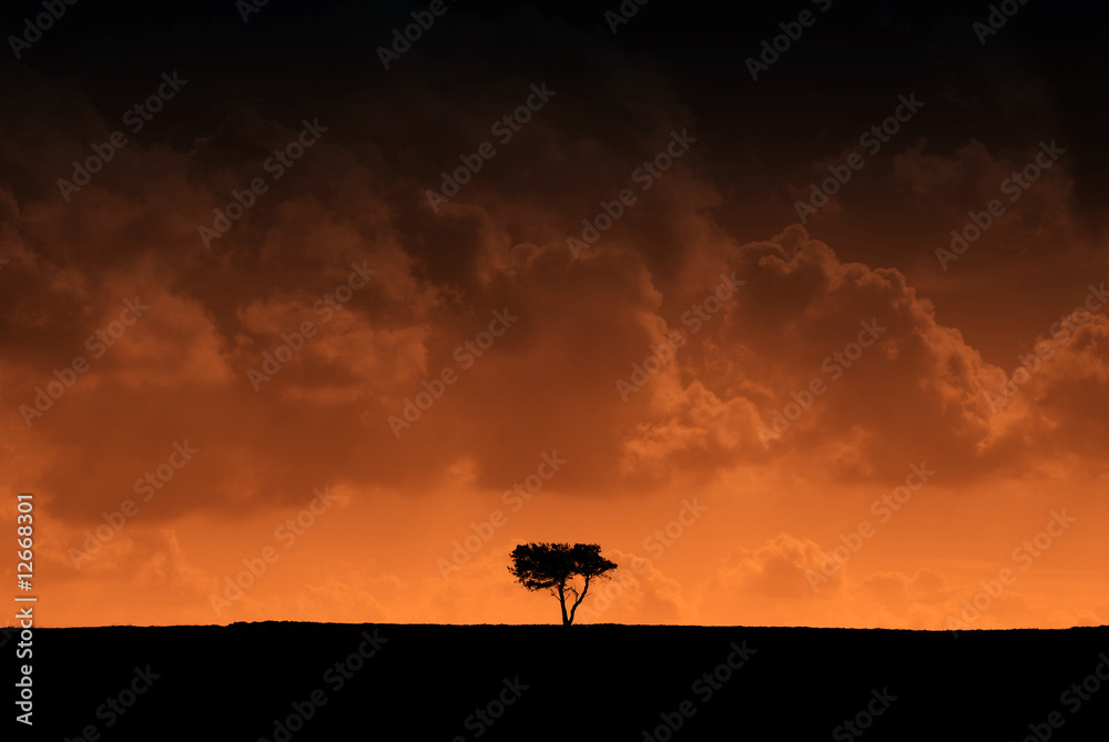 Silhouetted tree with red effect