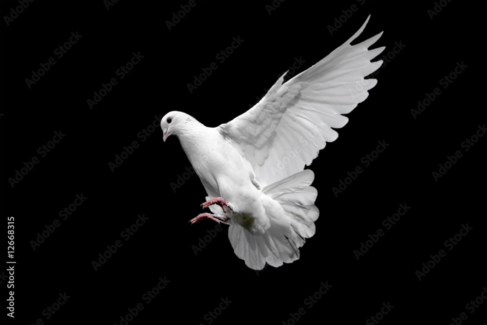 Obraz premium Biała gołębica na czarnym tle.