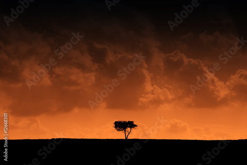 Silhouetted tree with red effect