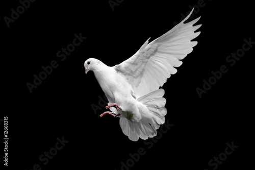 Leinwand Poster White dove isolated on black.