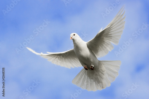 White dove flying on on the Sky. © Pavel Mitrofanov