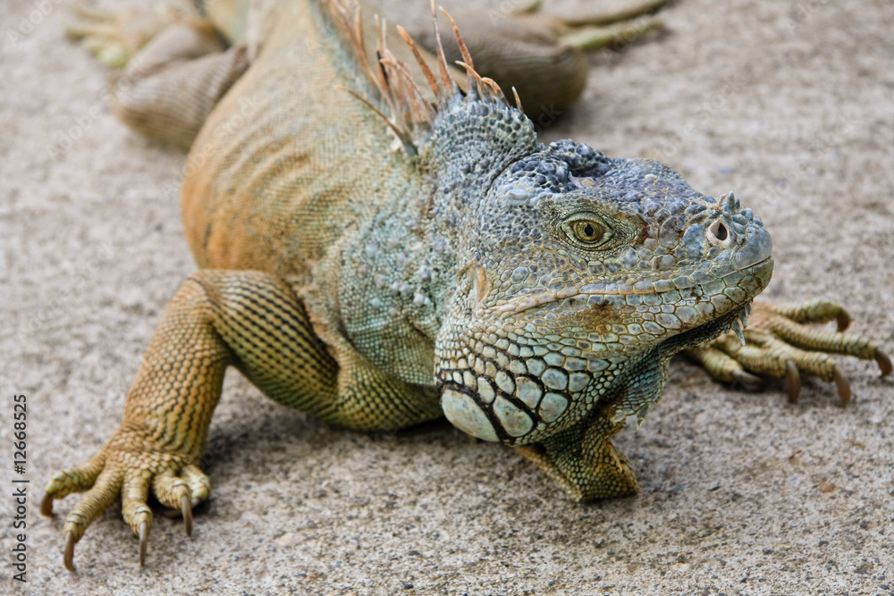 Obraz premium Iguana Portrait