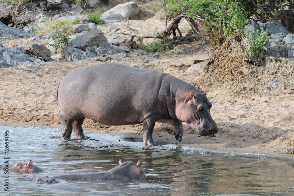 Hippo Hippo