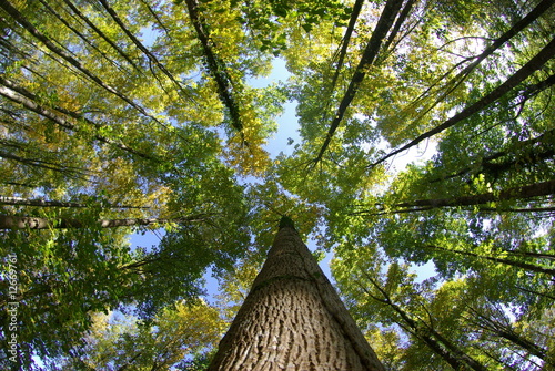 drzewa-z-zabiej-perspektywy