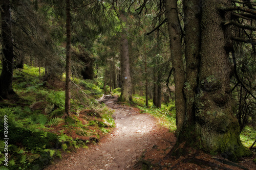 forest track © Simon Zoltán