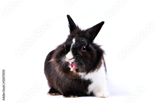 black and white little easter hare on white background