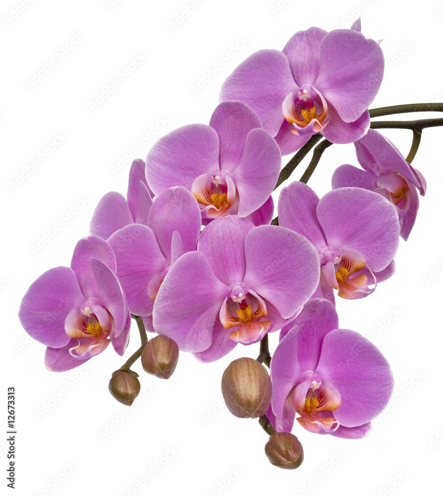 Obraz premium Phalaenopsis sp. isolated on white. Clipping path incl.