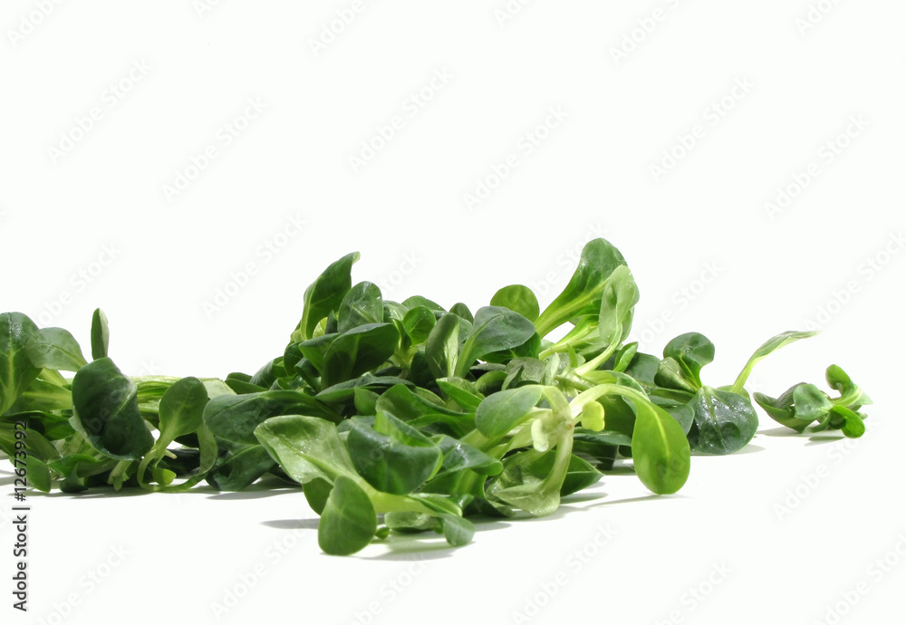 feldsalat feldsalat