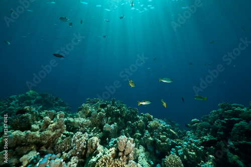 coral, ocean and fish