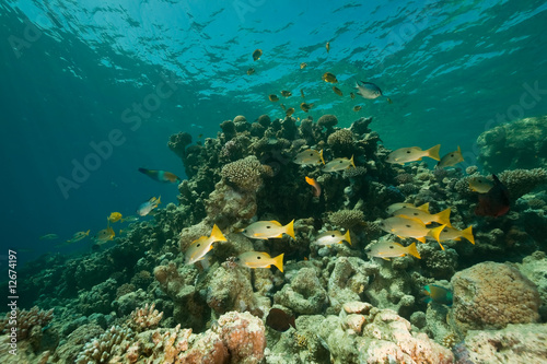 coral  ocean and fish
