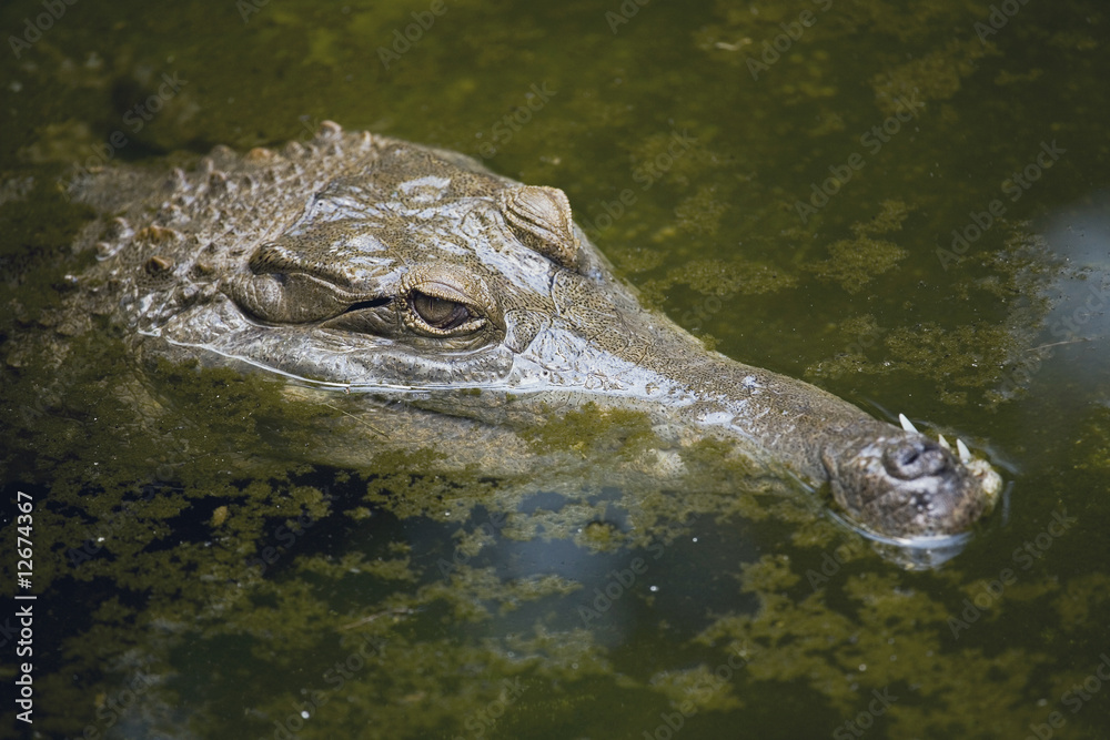 Obraz premium Crocodile Close up Portrait